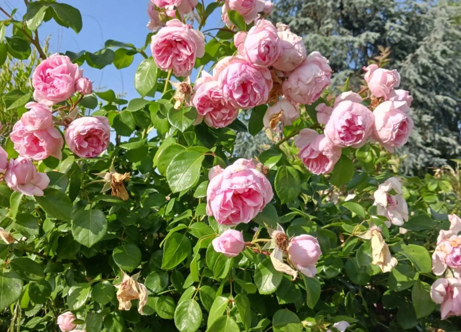 홈스테이 로제르트 Bosc 아파트 프랑스